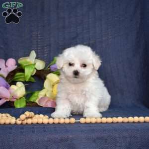 Cottontail (Tiny), Bichon Frise Puppy